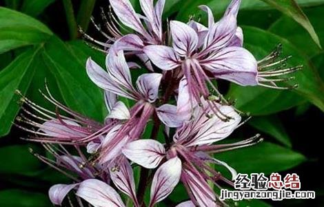 白鲜皮的种植技术 白鲜皮的种植技术方法