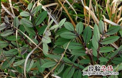 白鲜皮的种植技术 白鲜皮的种植技术方法