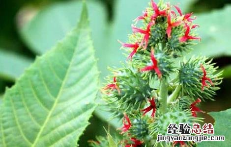 蓖麻高产种植技术 蓖麻高产种植技术视频