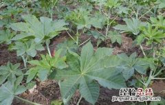 蓖麻高产种植技术 蓖麻高产种植技术视频