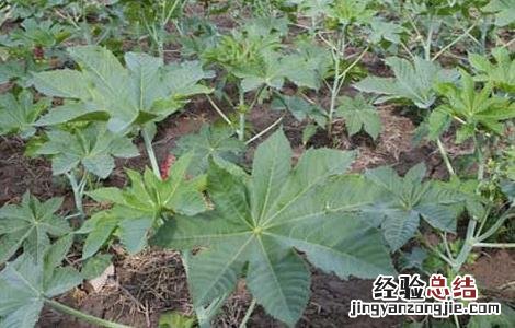蓖麻高产种植技术 蓖麻高产种植技术视频