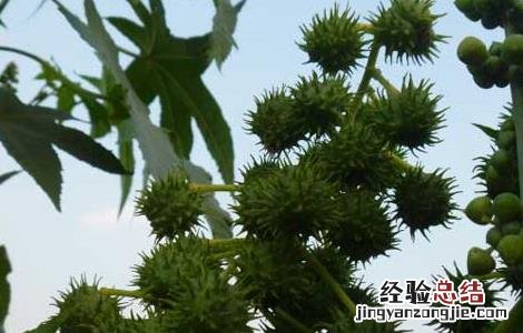 蓖麻高产种植技术 蓖麻高产种植技术视频