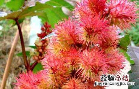 蓖麻高产种植技术 蓖麻高产种植技术视频