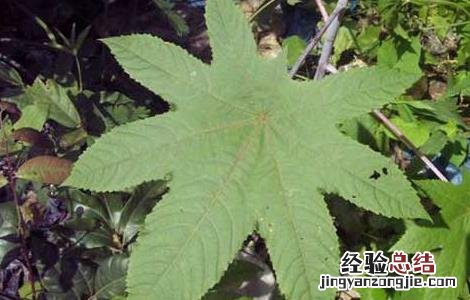 蓖麻高产种植技术 蓖麻高产种植技术视频