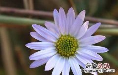 紫菀的种植技术视频 紫菀的种植技术