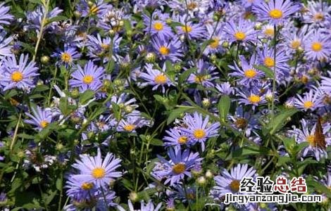 紫菀的种植技术视频 紫菀的种植技术