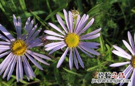 紫菀的种植技术视频 紫菀的种植技术