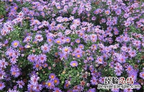 紫菀的种植技术视频 紫菀的种植技术