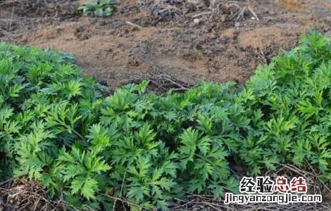 茵陈的栽培技术 茵陈栽培技术规程
