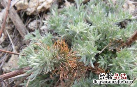 茵陈的栽培技术 茵陈栽培技术规程