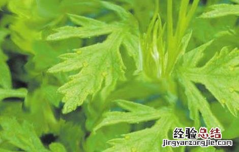茵陈的栽培技术 茵陈栽培技术规程