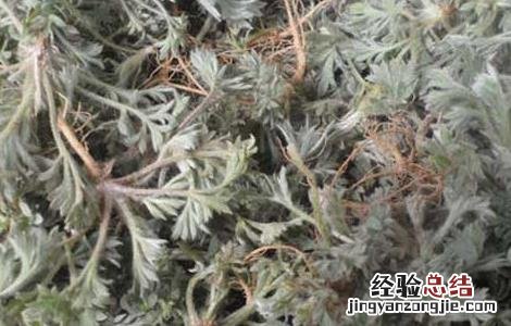茵陈的栽培技术 茵陈栽培技术规程