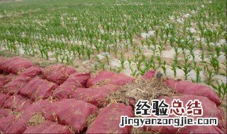 洋葱苗子什么时候种植最好 洋葱苗子什么时候种