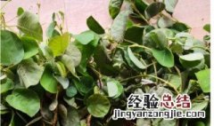 广金钱草的功效与作用的功效和作用是什么 广金钱草的营养价值