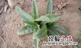 扁蓄的功效与作用及禁忌是什么 扁蓄的营养价值