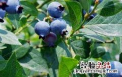 蓝莓叶的作用与功效 蓝莓叶的作用与功效特点