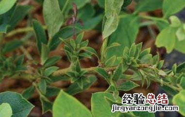 蓝莓叶的作用与功效 蓝莓叶的作用与功效特点
