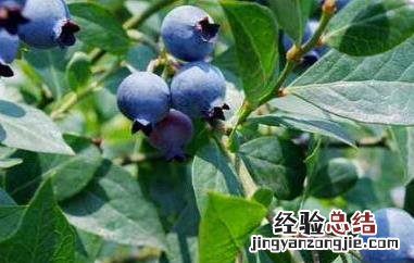 蓝莓叶的作用与功效 蓝莓叶的作用与功效特点