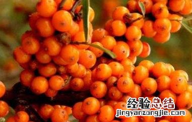 藏沙棘的功效与作用 西藏沙棘的功效与作用