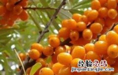 藏沙棘的功效与作用 西藏沙棘的功效与作用