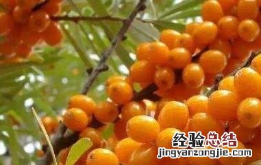藏沙棘的功效与作用 西藏沙棘的功效与作用