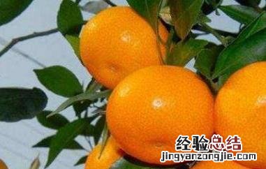 冰糖煮蜜橘功效与作用 冰糖蜜橘的功效与作用