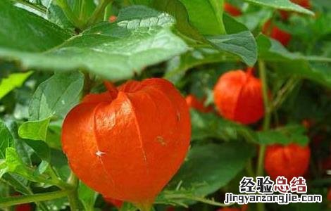锦灯笼种子怎么种 锦灯笼种子怎么种才能发芽