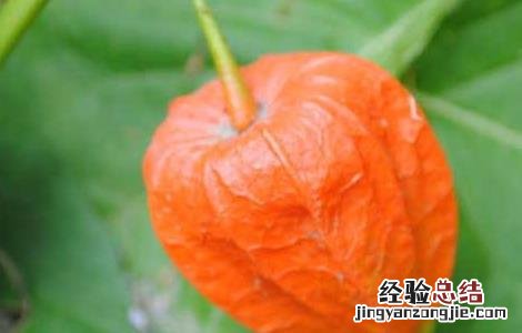 锦灯笼种子怎么种 锦灯笼种子怎么种才能发芽