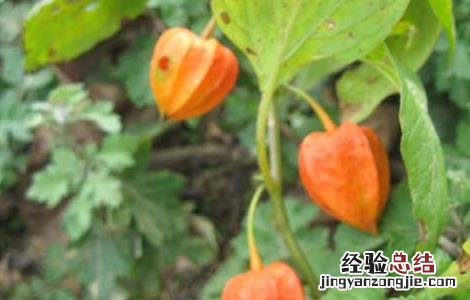 锦灯笼种子怎么种 锦灯笼种子怎么种才能发芽
