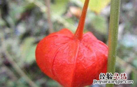 锦灯笼种子怎么种 锦灯笼种子怎么种才能发芽