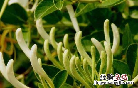金银花有白粉病怎么办 金银花白粉病怎么办