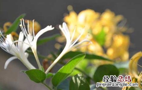 金银花有白粉病怎么办 金银花白粉病怎么办