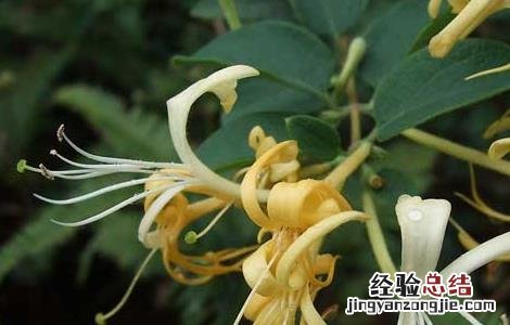 金银花有白粉病怎么办 金银花白粉病怎么办