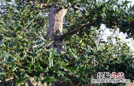 构骨怎么种植 构骨的种植技术
