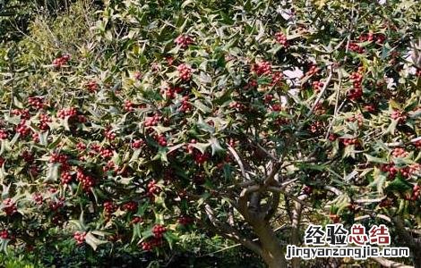 构骨怎么种植 构骨的种植技术