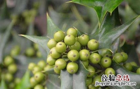 构骨怎么种植 构骨的种植技术
