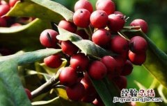 构骨怎么种植 构骨的种植技术