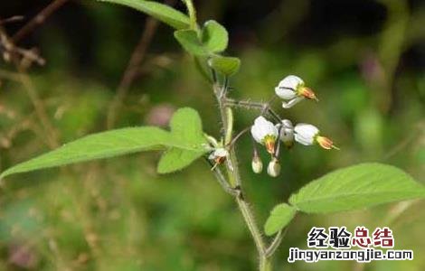 白英的种植前景怎么样 白英的栽培技术