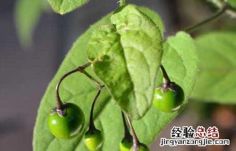 白英的种植前景怎么样 白英的栽培技术