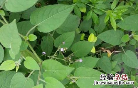 白英的种植前景怎么样 白英的栽培技术