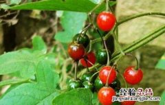 白英的种植前景怎么样 白英的栽培技术
