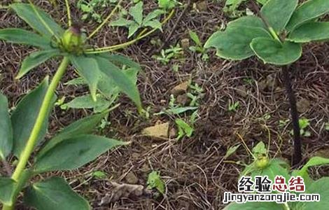 重楼种植时间何时最好 重楼的种植时间