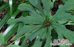 重楼种植时间何时最好 重楼的种植时间