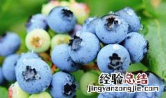 蓝莓哪里产的 一颗梅蓝莓哪里产的