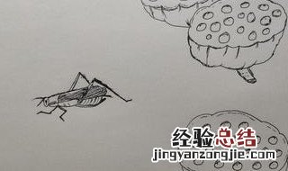 纺织娘是什么昆虫?它总是不停地大吵大闹,无一刻安静 纺织娘是什么昆虫名字