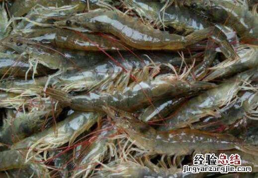 基围虾的营养价值，吃基围虾的好处 基围虾有什么好处