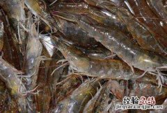 基围虾的营养价值，吃基围虾的好处 基围虾有什么好处