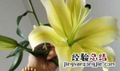 百合是百合花的根吗 百合花是根生植物吗