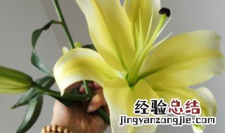 百合是百合花的根吗 百合花是根生植物吗