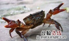 河蟹四亩五公养殖方法 四个方面着手